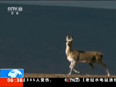 保护可可西里，请不要从这里穿越！