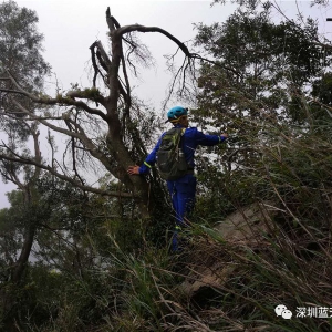 梧桐山游客被困，事发2月10日下午！